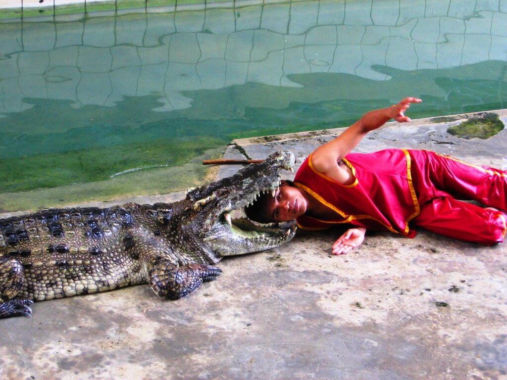 7-Боягузи-дружать-з-крокодилами-1024x768
